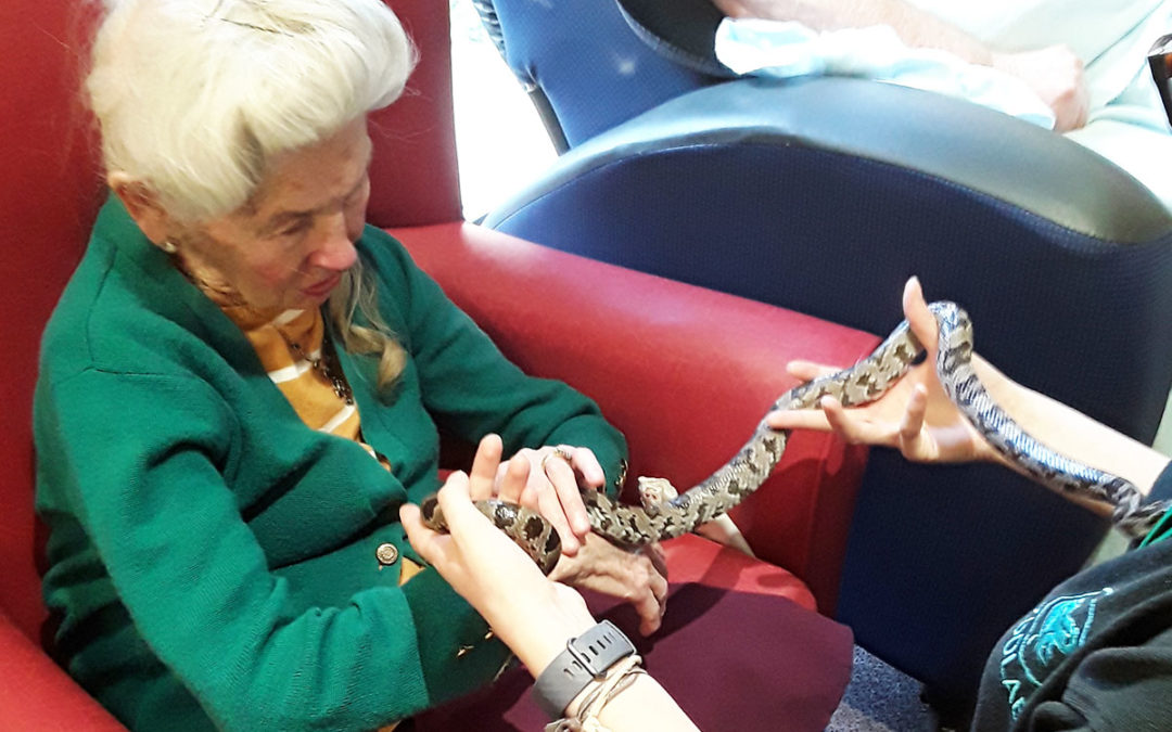 Making friends with Zoolab creatures at Hengist Field Care Home