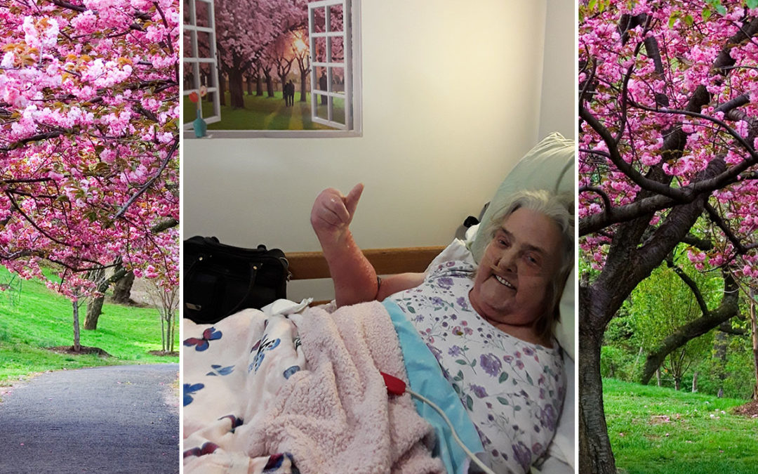 Cherry blossoms for Daphne at Hengist Field Care Home