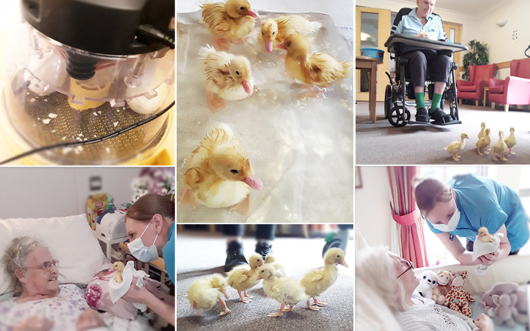 Darling ducklings at Hengist Field Care Home