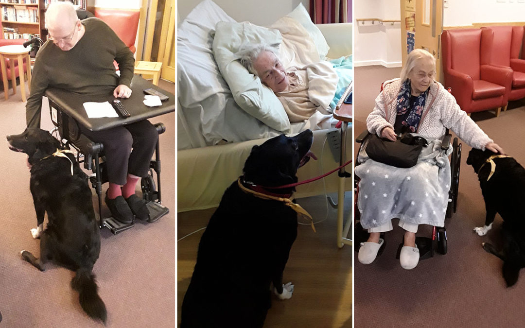Hengist Field Care Home residents welcome Bo the Labrador