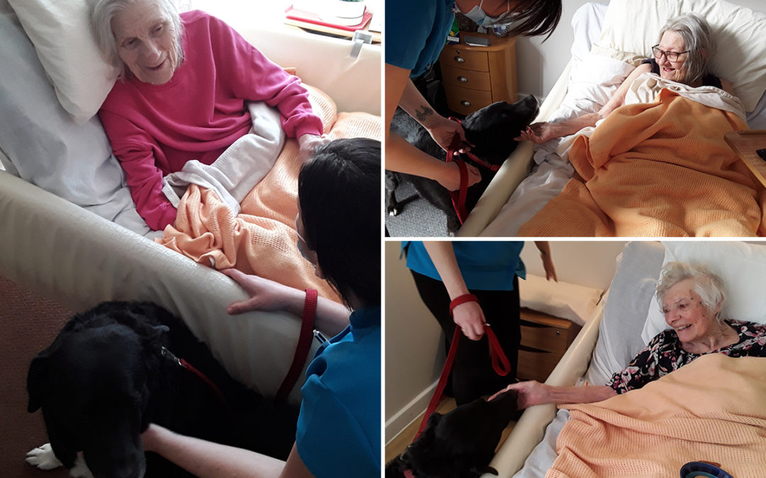 Pet Therapy dog Bo visits Hengist Field Care Home