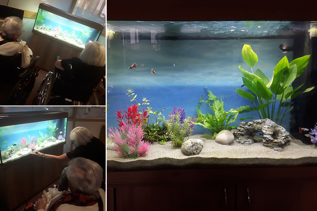 Fish tank at Hengist Field Care Home