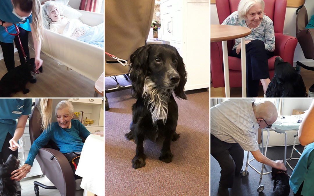 Dexter the dog visits Hengist Field Care Home