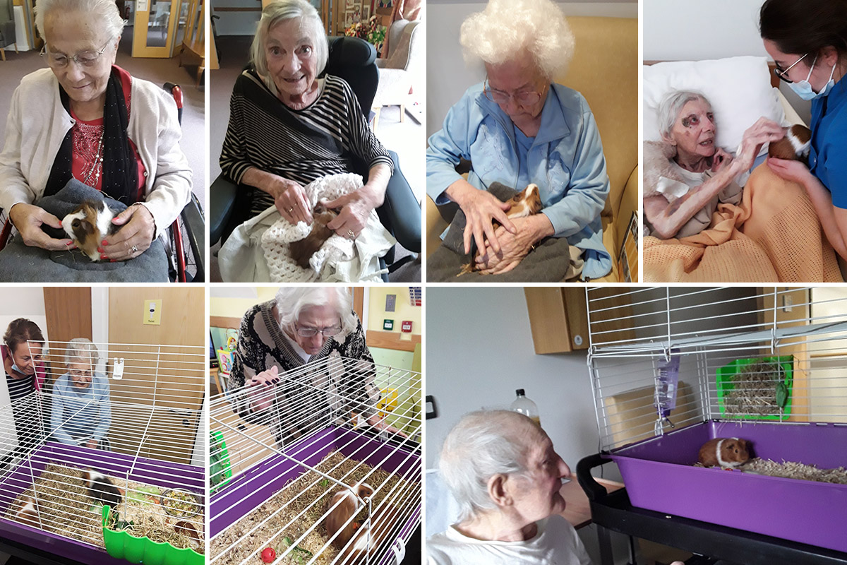 Guinea Pig fun at Hengist Field Care Home