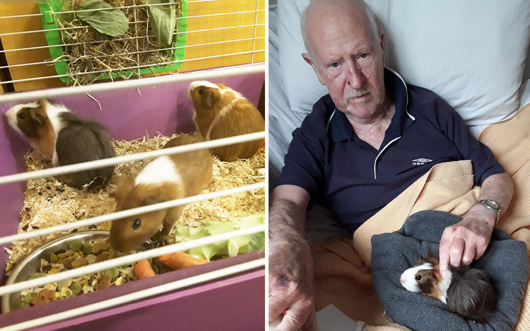 Guinea Pig Pet Therapy at Hengist Field Care Home