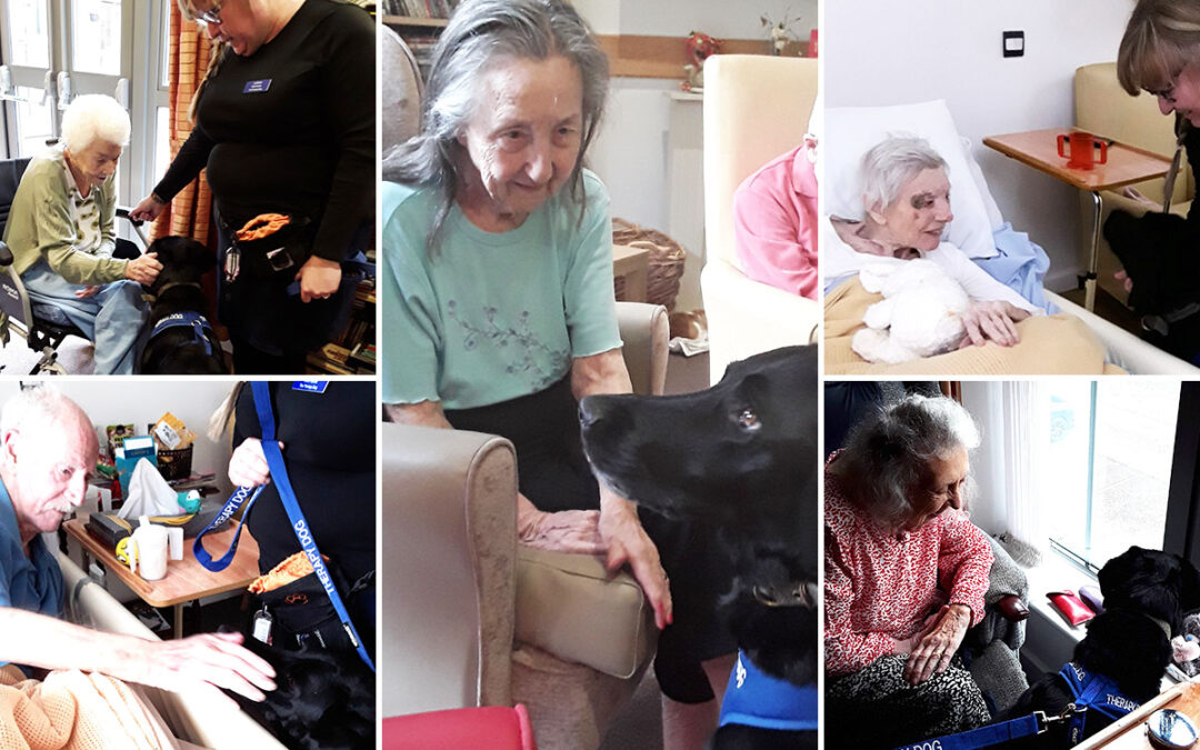 Hengist Field Care Home residents enjoy Pet Therapy with Frankie