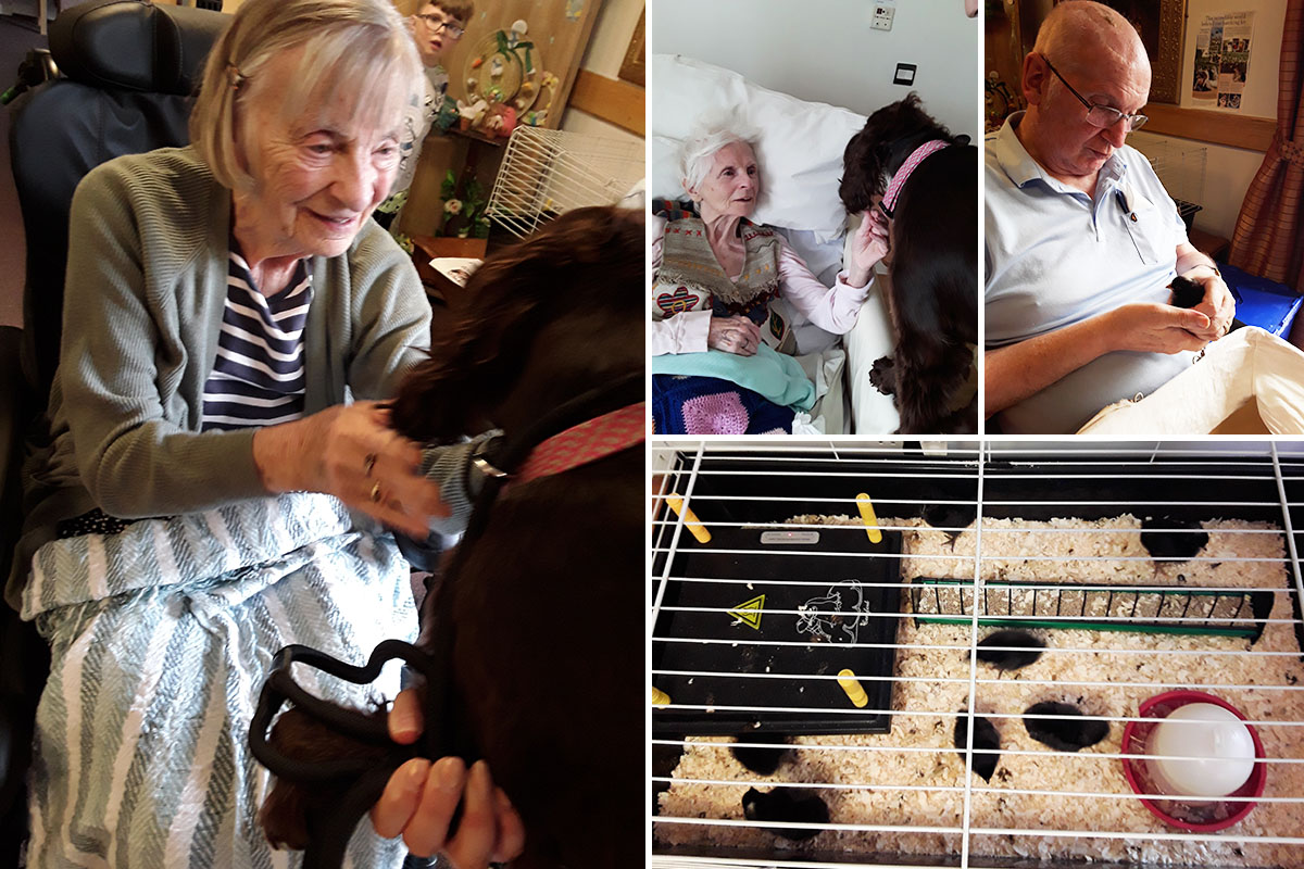 Enjoying a dog visit and baby chicks at Hengist Field Care Home