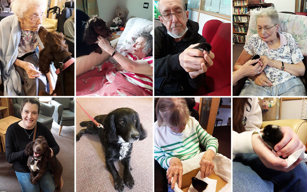 Pet afternoon and Easter chicks at Hengist Field Care Home