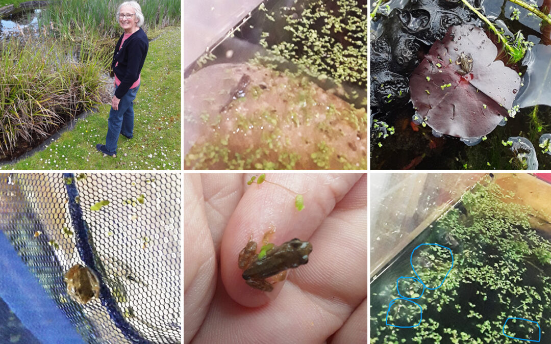 Hengist Field Care Home tadpoles and frogs update