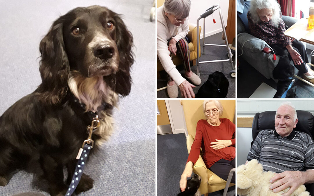 Pet Therapy dog Dexter visits Hengist Field Care Home residents