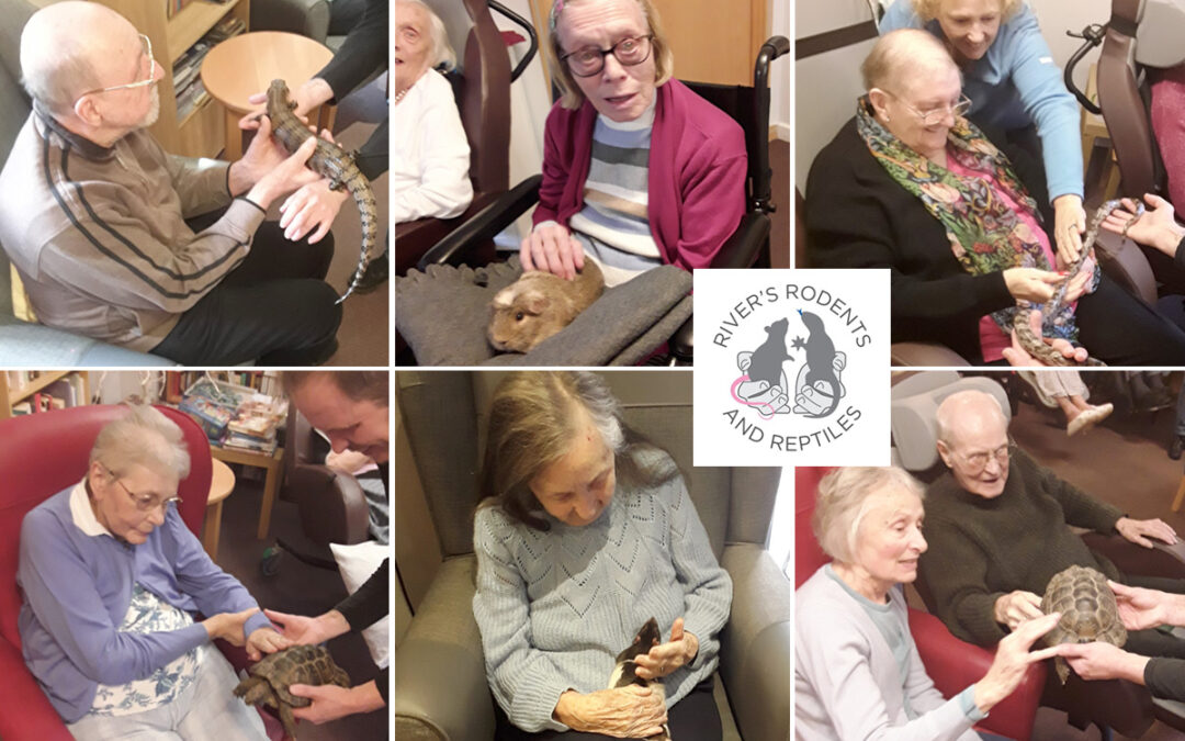 Rodents and reptiles at Hengist Field Care Home