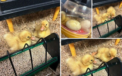Easter ducklings arrive at Hengist Field Care Home