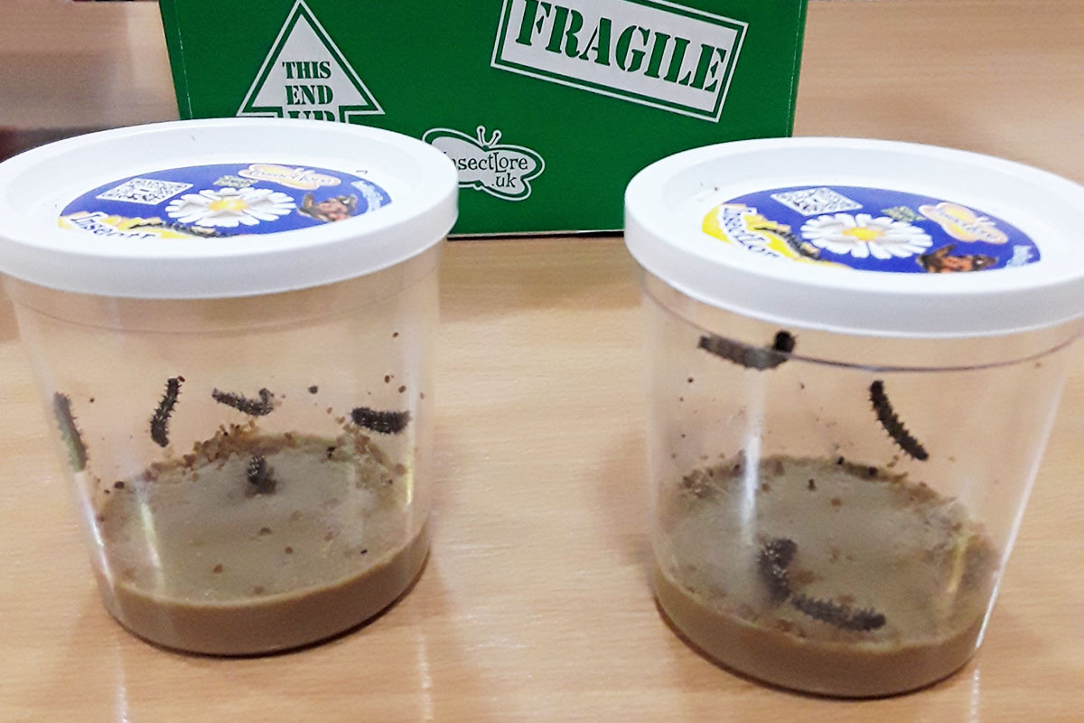 Very hungry caterpillars arrive at Hengist Field Care Home